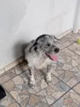 timão 