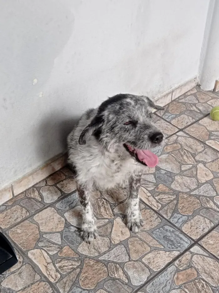 Cachorro raça SRD-ViraLata idade 5 anos nome timão 