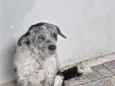 timão 