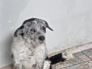 Cachorro raça SRD-ViraLata idade 5 anos nome timão 