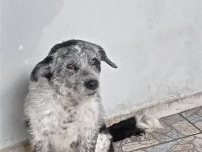 Cachorro raça SRD-ViraLata idade 5 anos nome timão 
