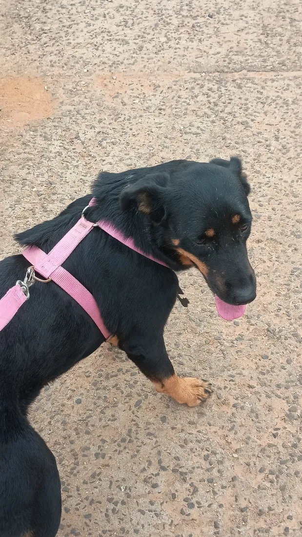 Cachorro raça Rottweiler idade 1 ano nome Não sei
