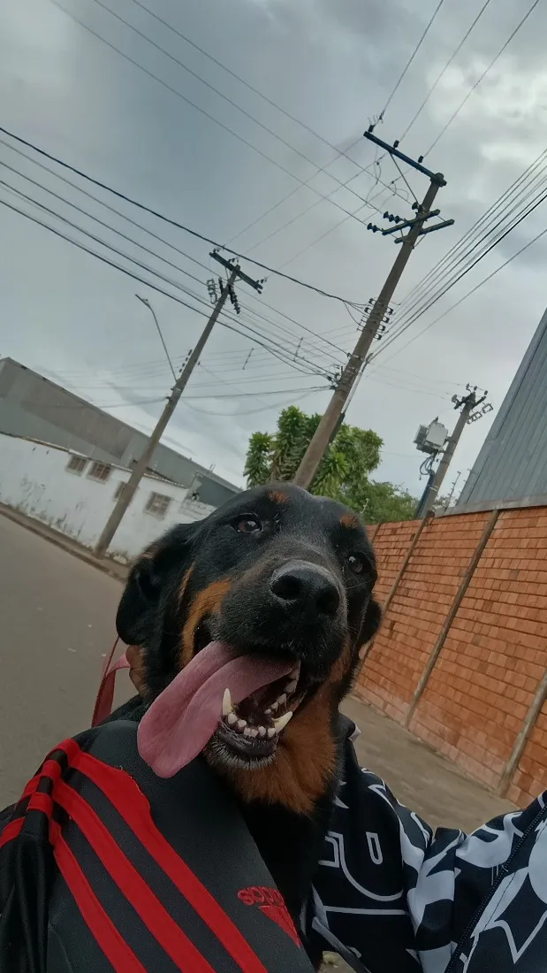 Cachorro raça Rottweiler idade 1 ano nome Não sei