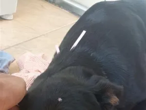Cachorro raça Rottweiler idade 1 ano nome Não sei