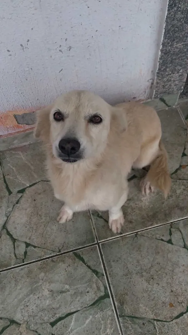 Cachorro raça SRD-ViraLata idade 5 anos nome Shakira 