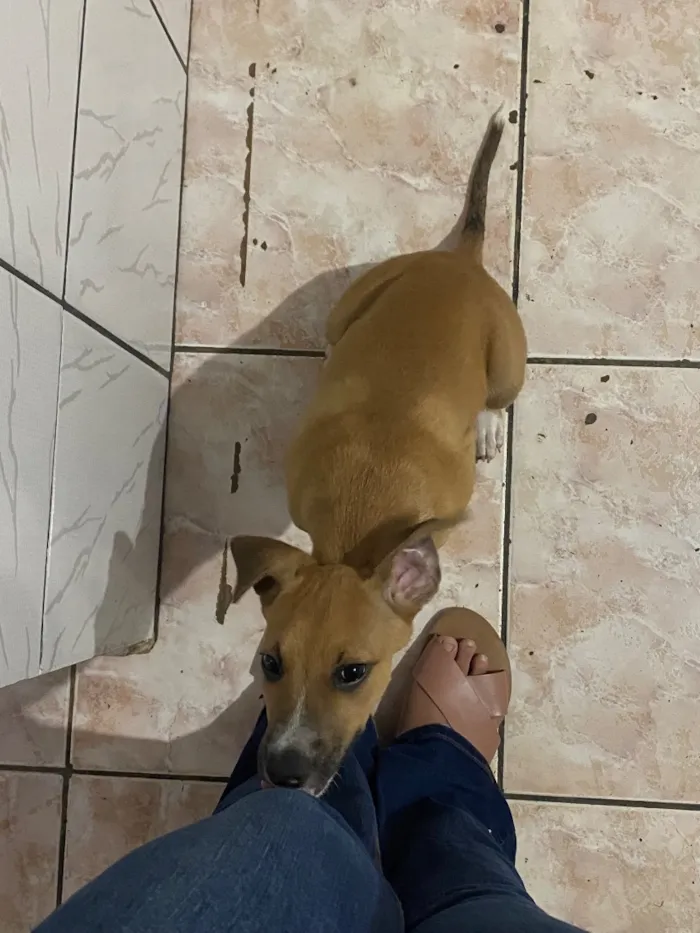 Cachorro raça SRD-ViraLata idade 2 a 6 meses nome Bambam 