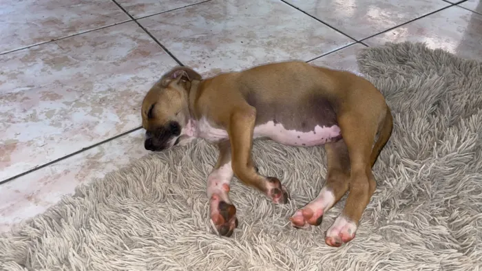 Cachorro raça SRD-ViraLata idade 2 a 6 meses nome Bambam 
