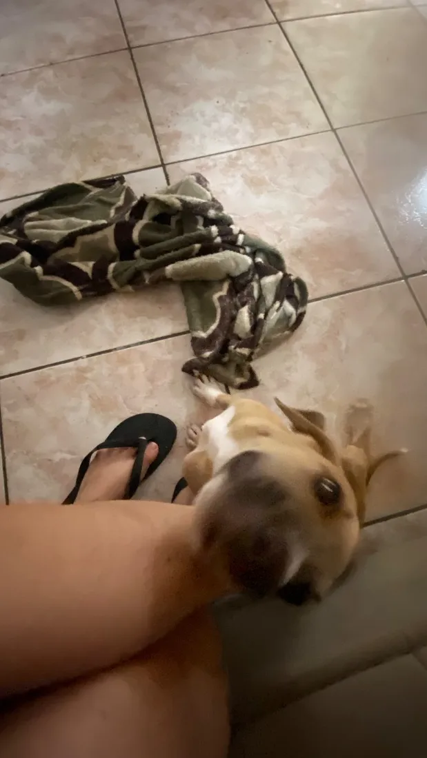 Cachorro raça SRD-ViraLata idade 2 a 6 meses nome Bambam 