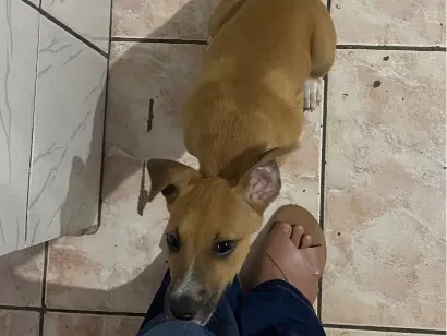Cachorro raça SRD-ViraLata idade 2 a 6 meses nome Bambam 