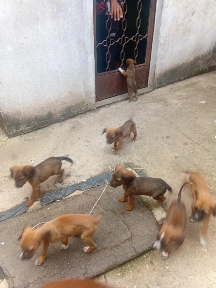 Cachorro raça SRD-ViraLata idade 2 a 6 meses nome pitoco