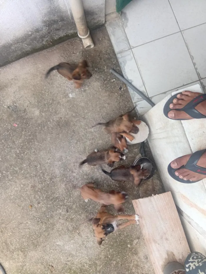 Cachorro raça SRD-ViraLata idade 2 a 6 meses nome pitoco