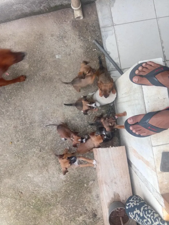 Cachorro raça SRD-ViraLata idade 2 a 6 meses nome pitoco