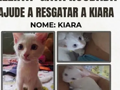 Gato raça SRD-ViraLata idade 2 a 6 meses nome Kiara