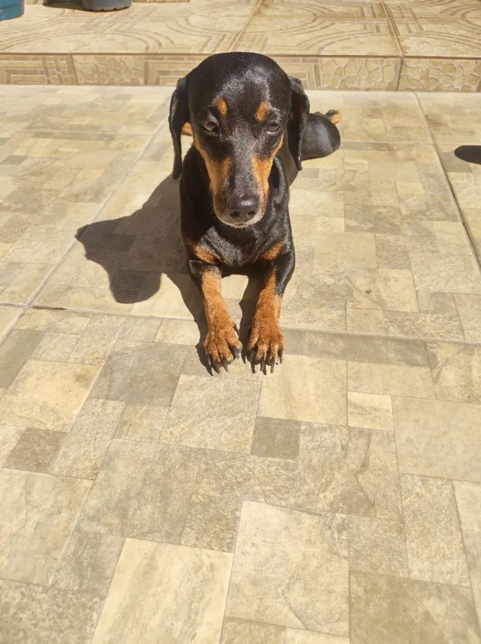 Cachorro raça SRD-ViraLata idade 6 ou mais anos nome Charlotte e Potter