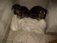 Charlotte e Potter