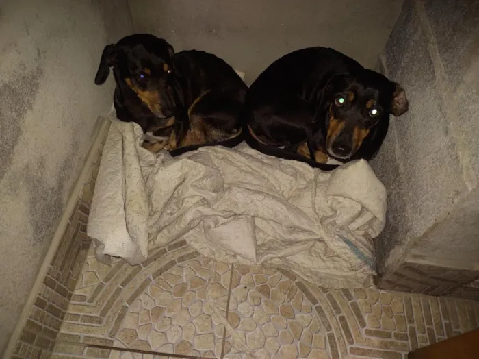 Cachorro raça SRD-ViraLata idade 6 ou mais anos nome Charlotte e Potter