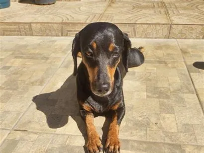 Cachorro raça SRD-ViraLata idade 6 ou mais anos nome Charlotte e Potter