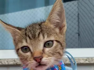 Gato raça SRD-ViraLata idade 2 a 6 meses nome BELLA