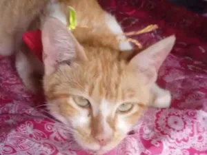 Gato raça SRD-ViraLata idade 2 a 6 meses nome cloe