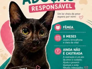 Gato raça SRD-ViraLata idade 7 a 11 meses nome Negresquinha