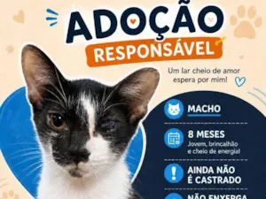 Gato raça SRD-ViraLata idade 7 a 11 meses nome Dumbo
