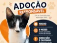 Foguinho