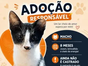 Gato raça SRD-ViraLata idade 7 a 11 meses nome Foguinho