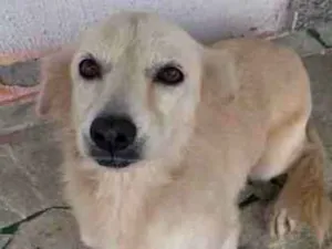 Cachorro raça SRD-ViraLata idade 5 anos nome Shakira 