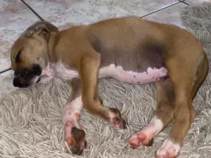 Cachorro raça SRD-ViraLata idade 2 a 6 meses nome Bambam 
