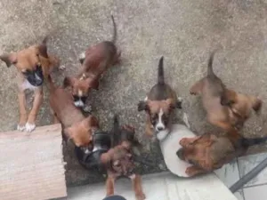Cachorro raça SRD-ViraLata idade 2 a 6 meses nome pitoco