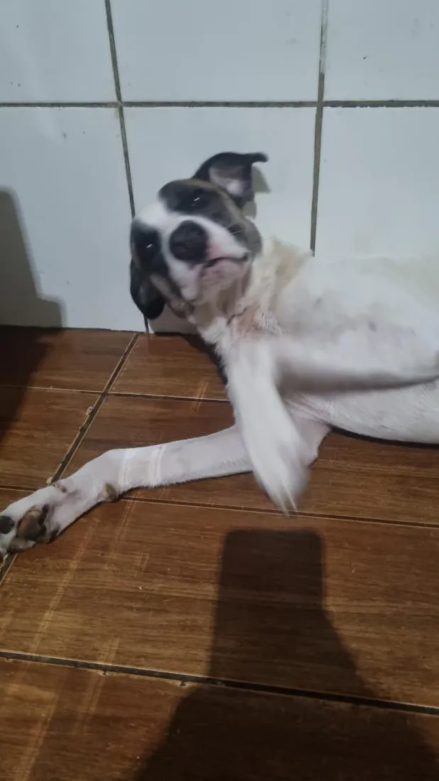 Cachorro raça SRD-ViraLata idade 3 anos nome Charlote
