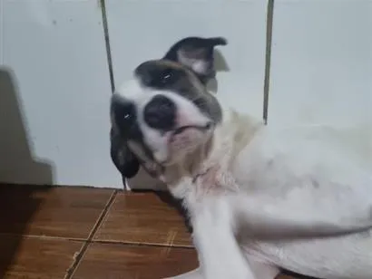 Cachorro raça SRD-ViraLata idade 3 anos nome Charlote