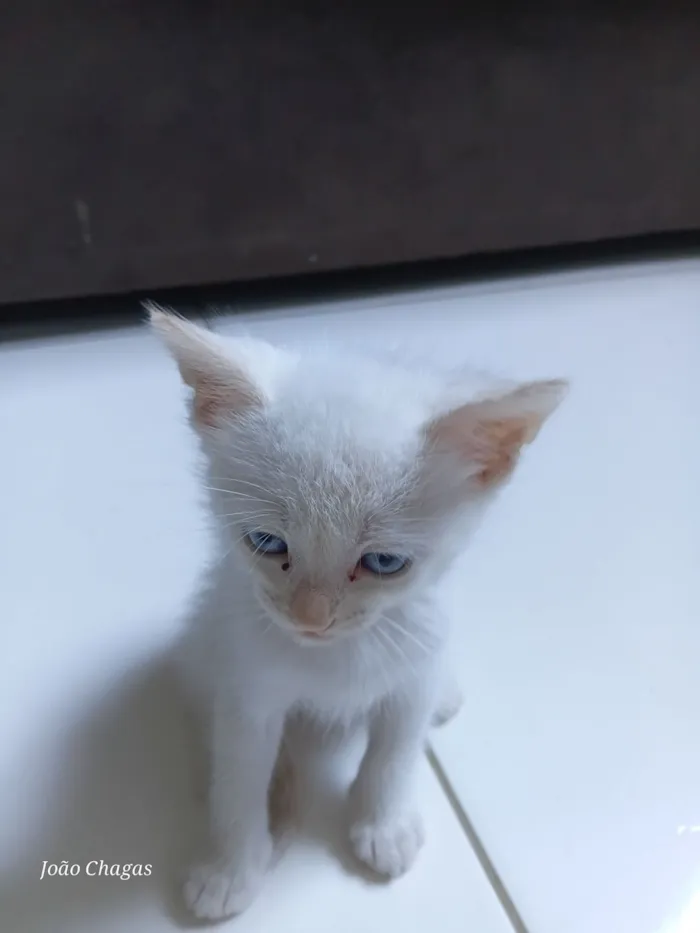 Gato raça SRD-ViraLata idade Abaixo de 2 meses nome Theo e Olivia