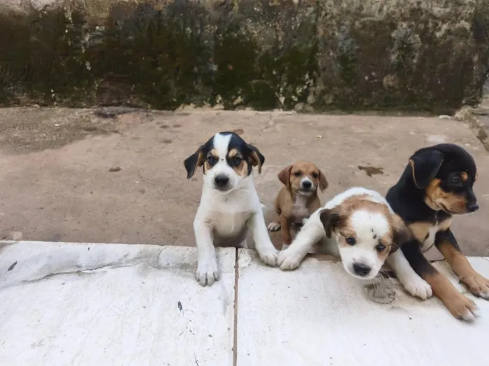 Cachorro raça SRD-ViraLata idade Abaixo de 2 meses nome não tem ainda 