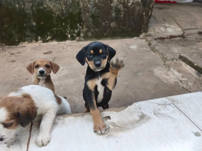 Cachorro raça SRD-ViraLata idade Abaixo de 2 meses nome não tem ainda 