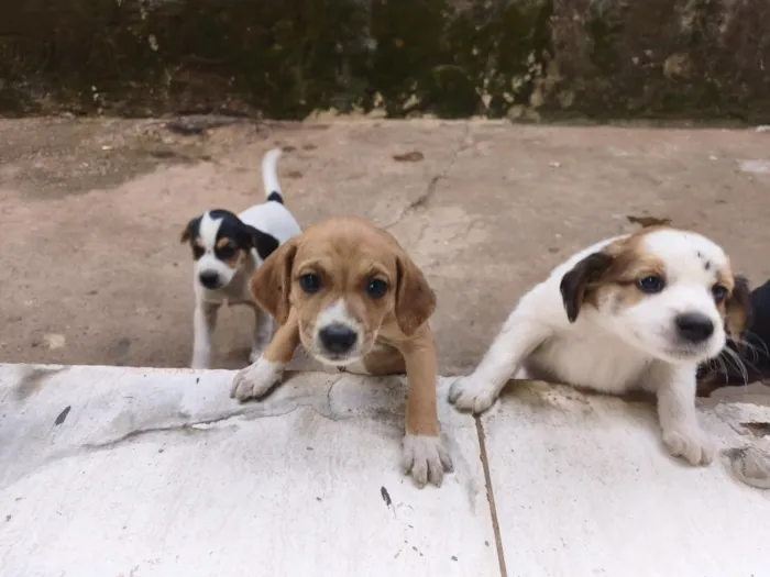 Cachorro raça SRD-ViraLata idade Abaixo de 2 meses nome não tem ainda 