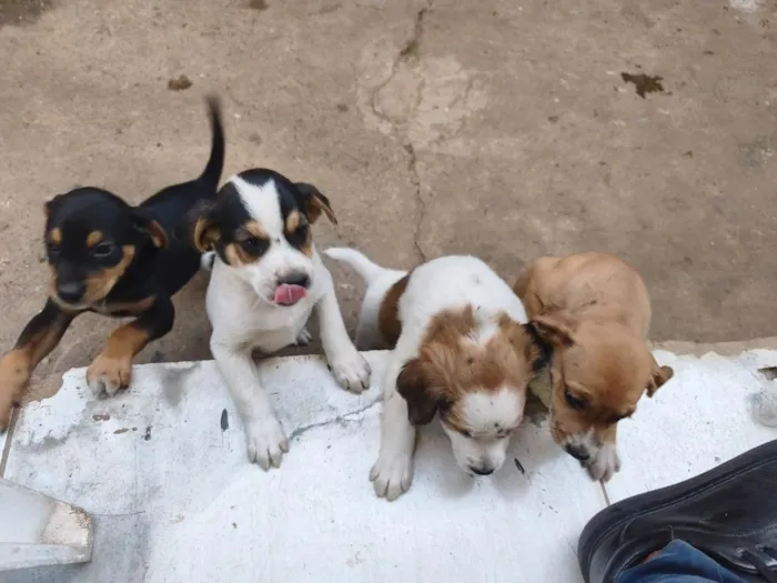 Cachorro raça SRD-ViraLata idade Abaixo de 2 meses nome não tem ainda 