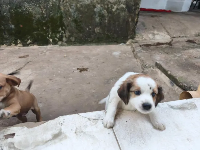 Cachorro raça SRD-ViraLata idade Abaixo de 2 meses nome não tem ainda 