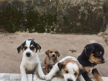 Cachorro raça SRD-ViraLata idade Abaixo de 2 meses nome não tem ainda 