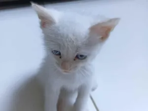 Gato raça SRD-ViraLata idade Abaixo de 2 meses nome Theo e Olivia