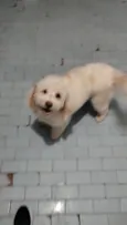 Francisco