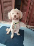 Francisco