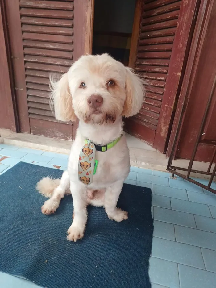 Cachorro raça Lhasa Apso idade 4 anos nome Francisco