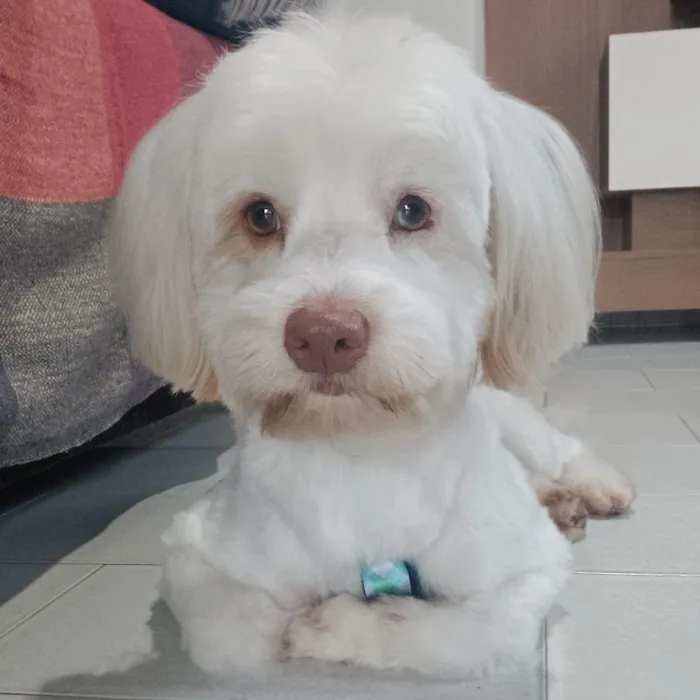 Cachorro raça Lhasa Apso idade 4 anos nome Francisco