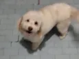 Francisco