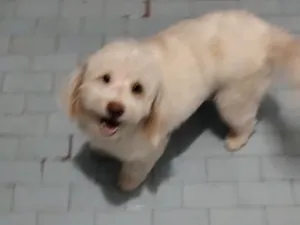 Cachorro raça Lhasa Apso idade 4 anos nome Francisco