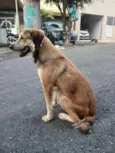 chico
