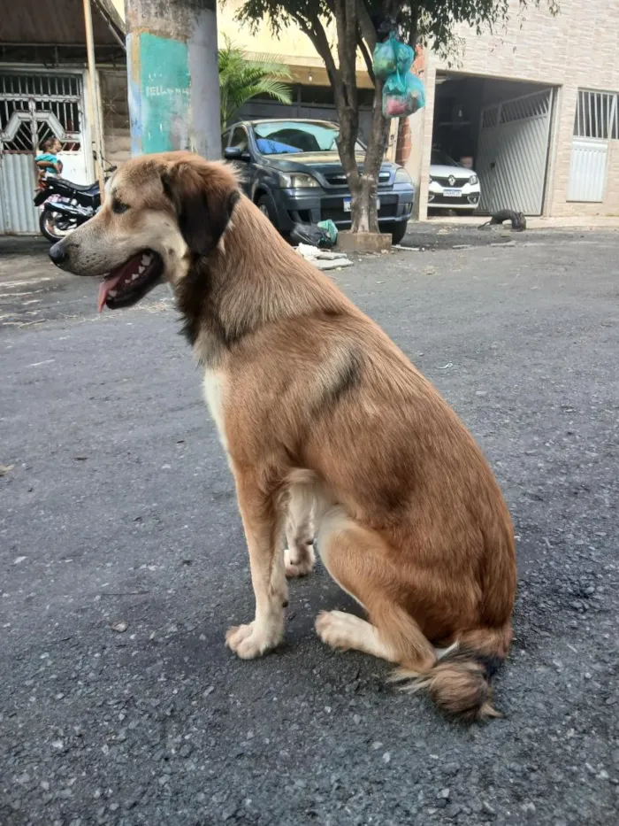 Cachorro raça SRD-ViraLata idade 1 ano nome chico