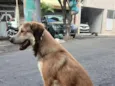 chico
