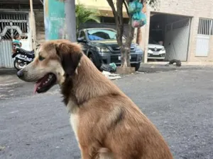 Cachorro raça SRD-ViraLata idade 1 ano nome chico